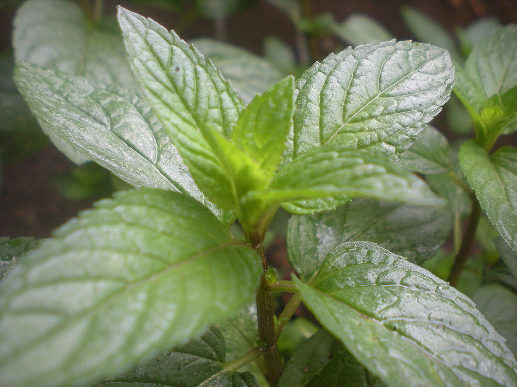 Mint Ice Cream