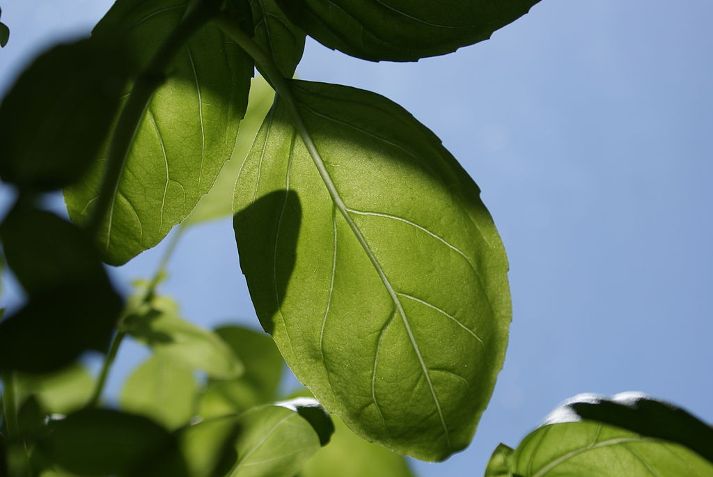 Lime and Basil Sorbet